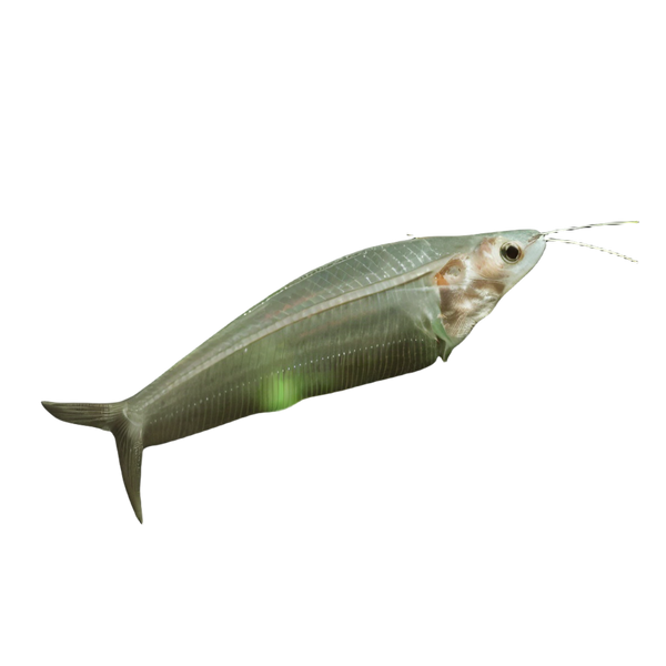 Glass Catfish Kryptopterus Vitreolus 5cm