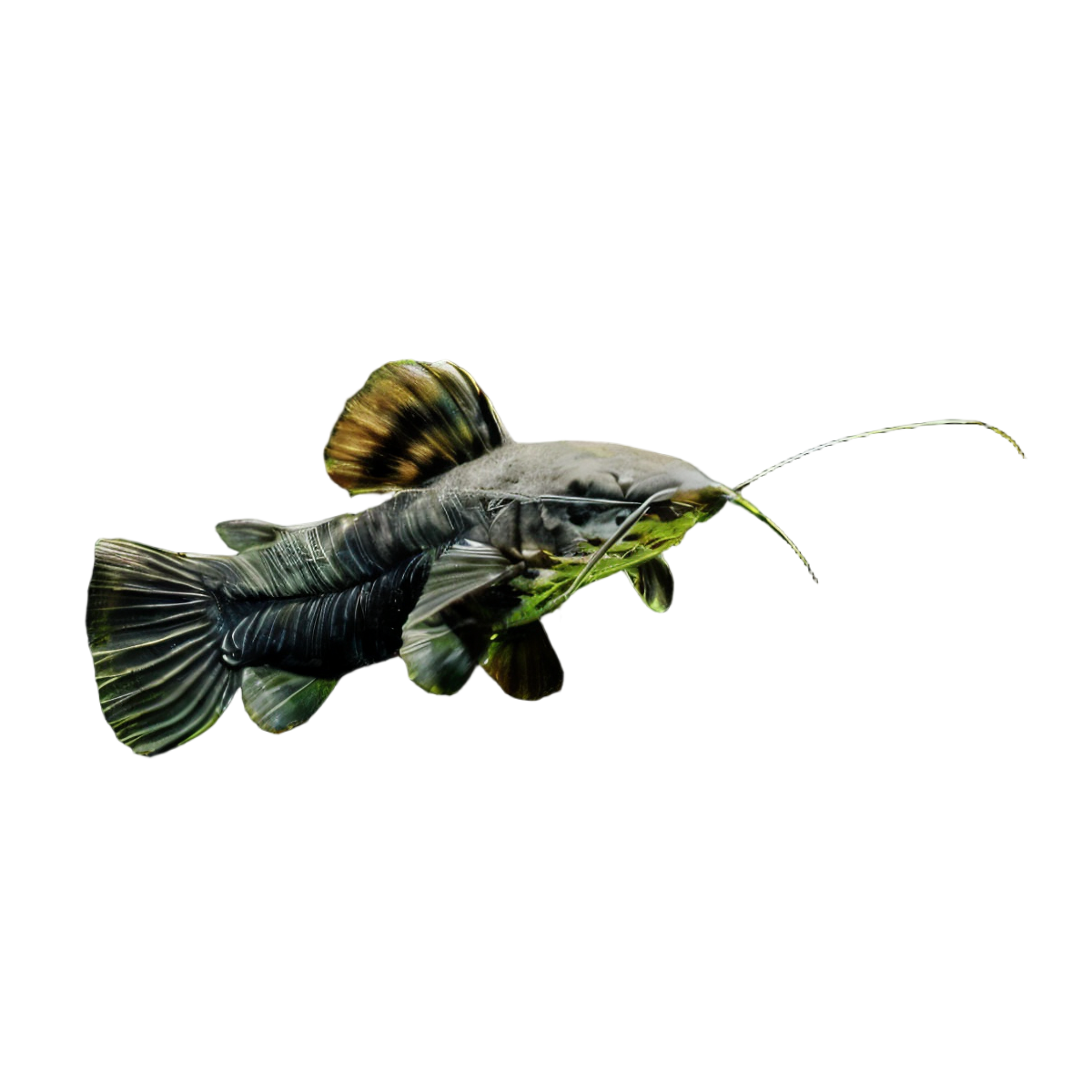 Hoplo Catfish Hoplosternum Megalechis Thoracata 5cm