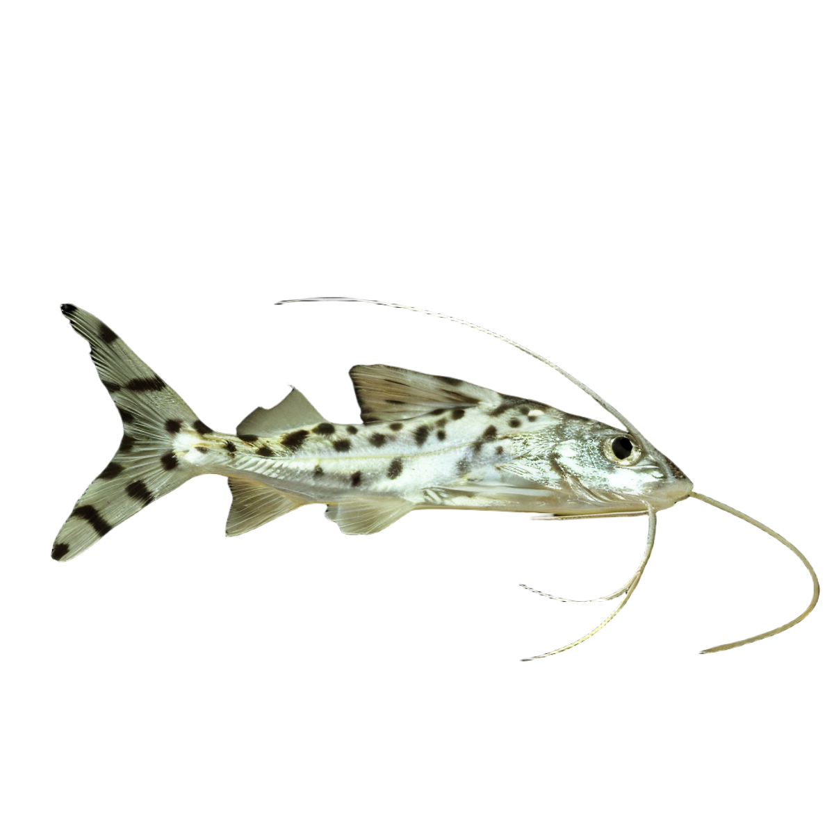 Pictus Catfish Pimelodus Pictus 8cm