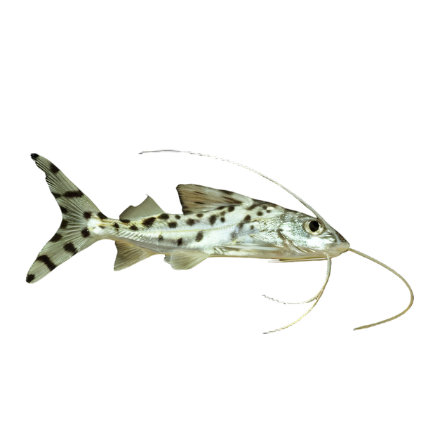 Pictus Catfish Pimelodus Pictus 8cm