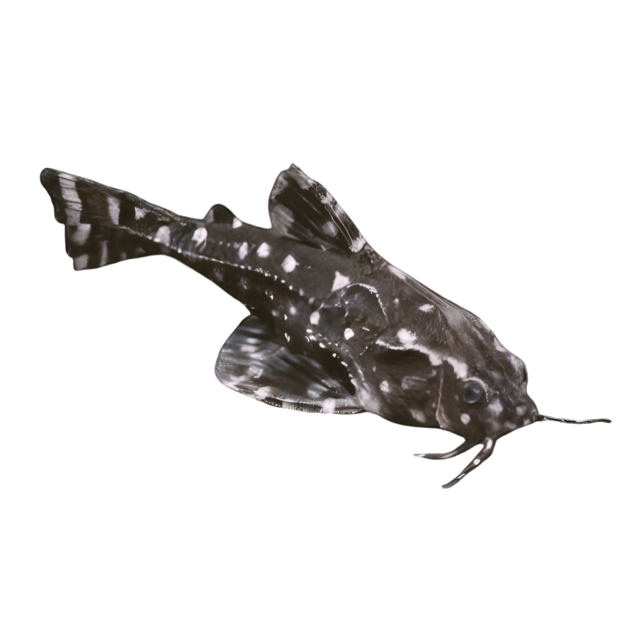 Spotted Dora Talking Catfish Agamyxis Pectinifrons 5cm