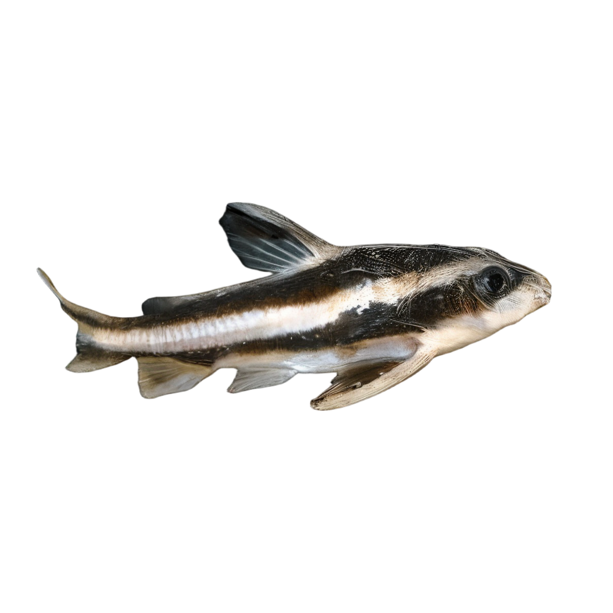 Striped Dora Raphael Catfish Platydoras Armatulus 5cm