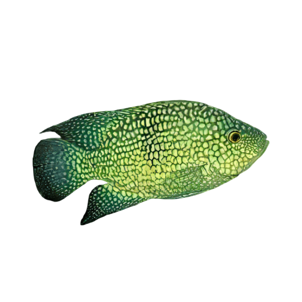 Cichlasoma Carpintis Pearlscale Cichlid