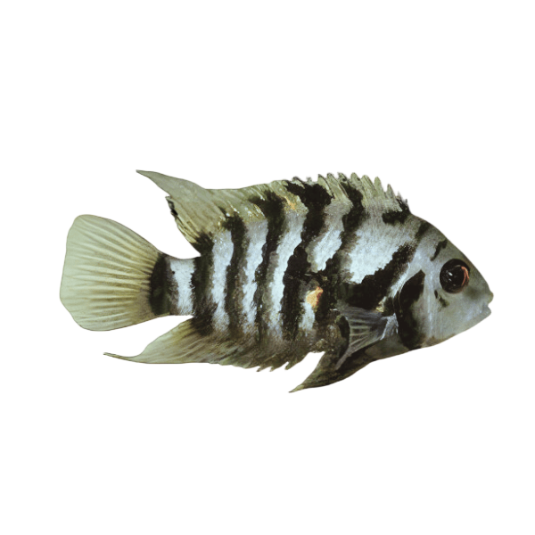 Cichlasoma Nigrofasciatum Convict Cichlid 5cm