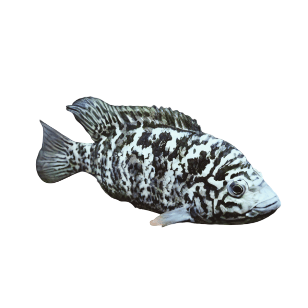 Cichlasoma Tetracanthus Cuban Cichlid 5cm