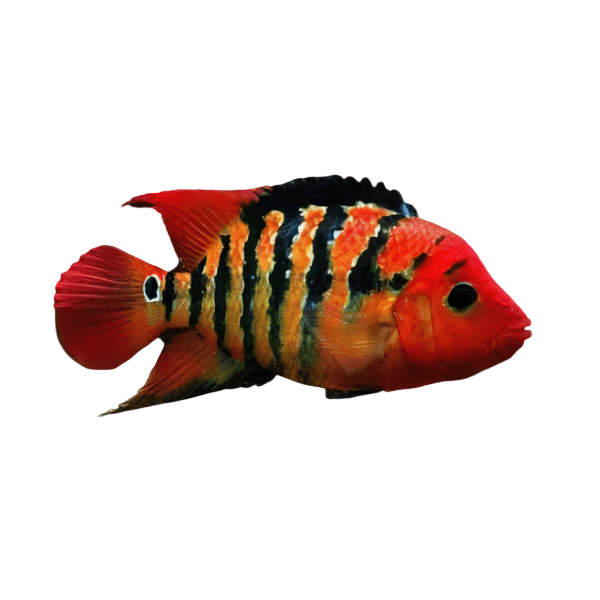 Cichlasoma Festae Red Terror Cichlid 5cm