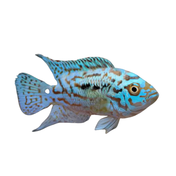 Cichlasoma Octofasciatus Electric Blue Jack Dempsey Cichlid 3cm
