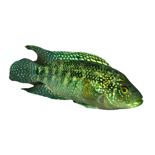 Cichlasoma Octofasciatus Jack Dempsey Cichlid 5cm