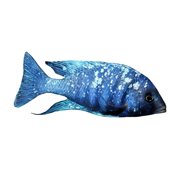 Placidochromis Phenochilus Star Sapphire African Cichlid 4cm