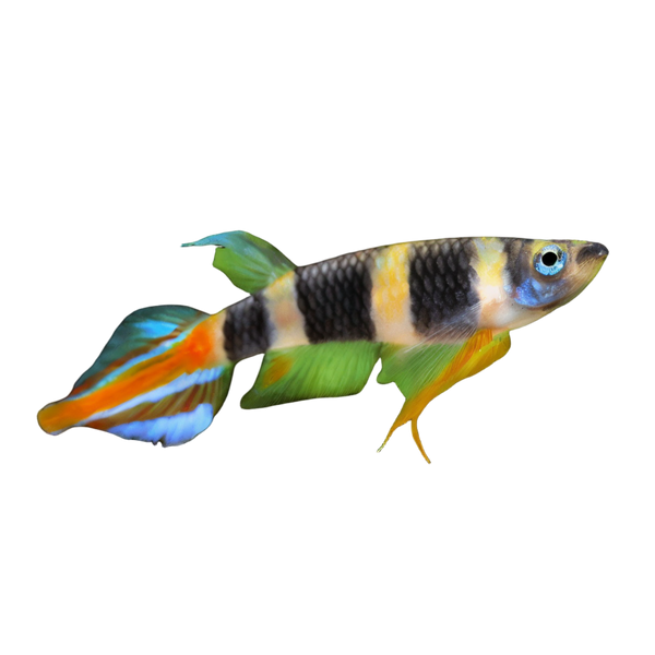 Clown Killifish Banded Panchax Epiplatys Annulatus 2cm