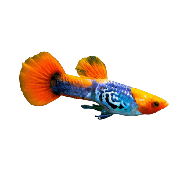 Cobra Koi Guppy Poecilia Reticulata 3cm