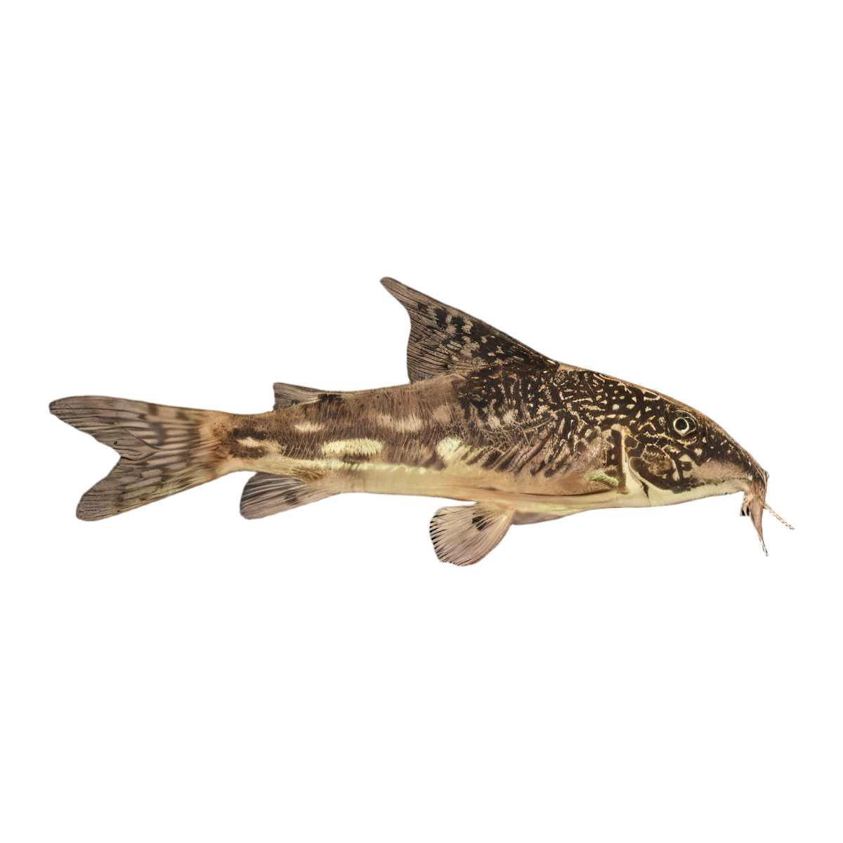 Bearded Banded Corydoras Barbatus 4cm Catfish