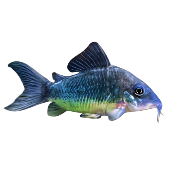 Green Emerald Corydoras Brochis Splendens 4cm Catfish