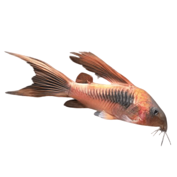 Long Fin Bronze Corydoras Aeneus 3cm Catfish