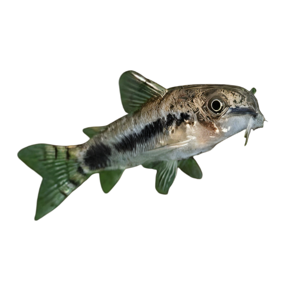 Salt and Pepper Corydoras Habrosus 2cm Catfish