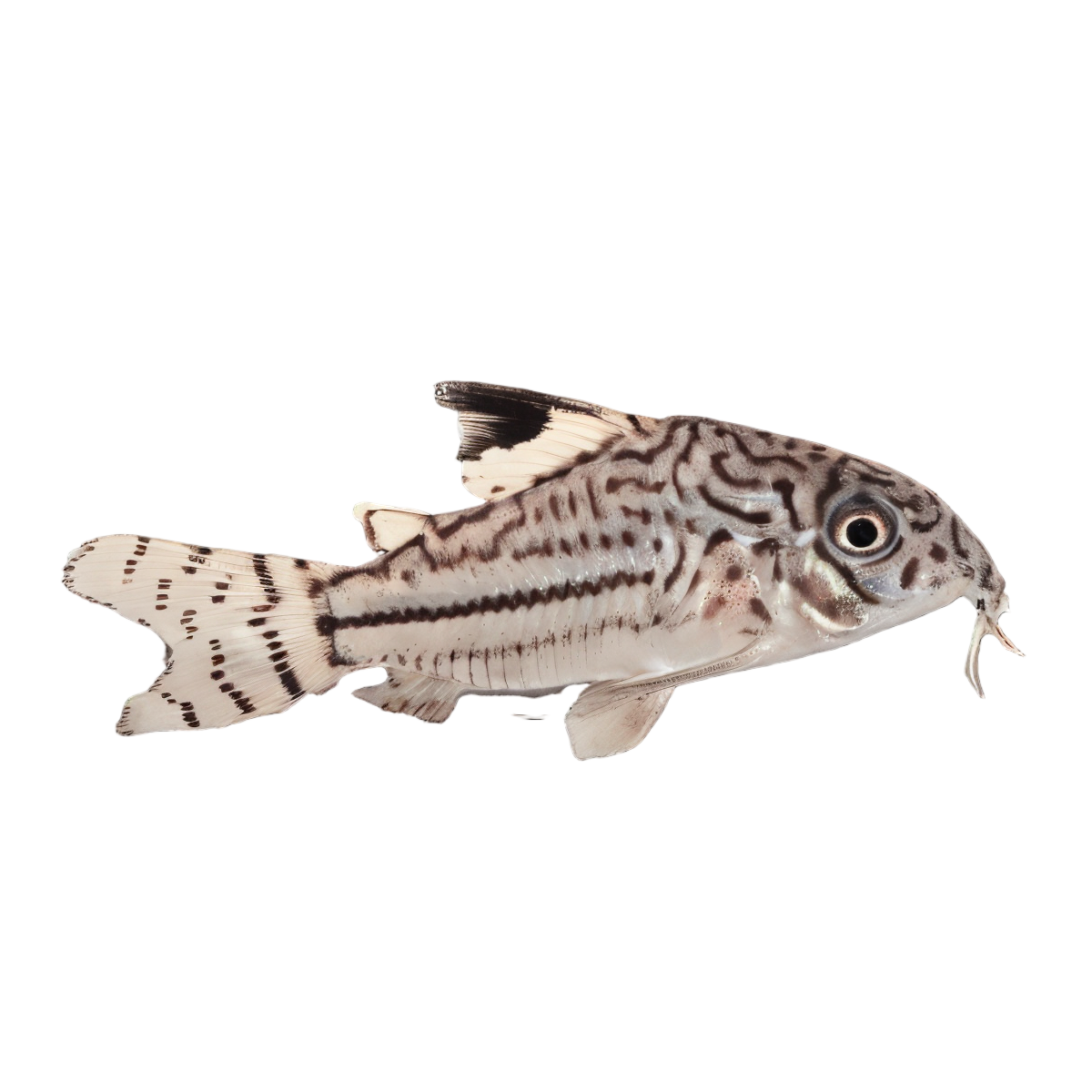 Leopard Corydoras Julii 3cm Catfish