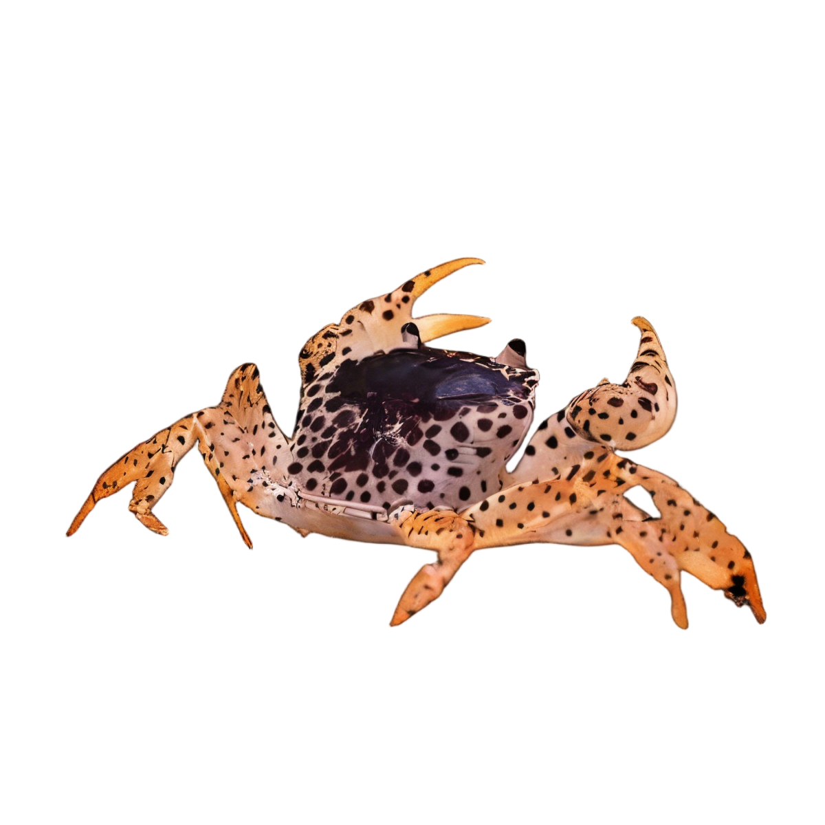 Panther Crab Parathelphusa Pantherina 3cm