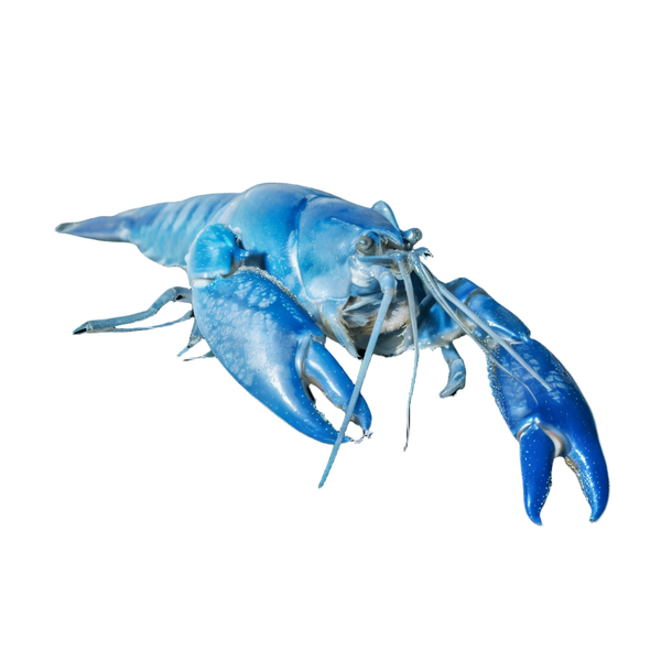 Electric Blue Crayfish Cherax Quadricarinatus 5cm