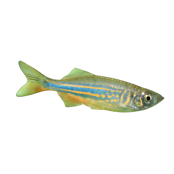 Giant Danio Devario Aequipinnatus 2cm