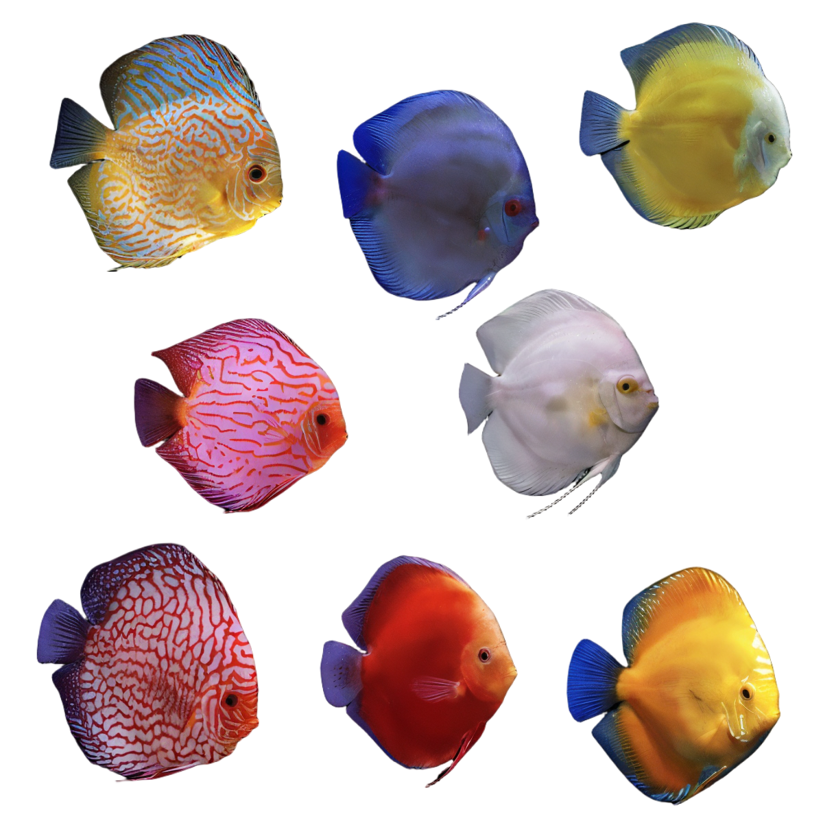 Assorted Discus