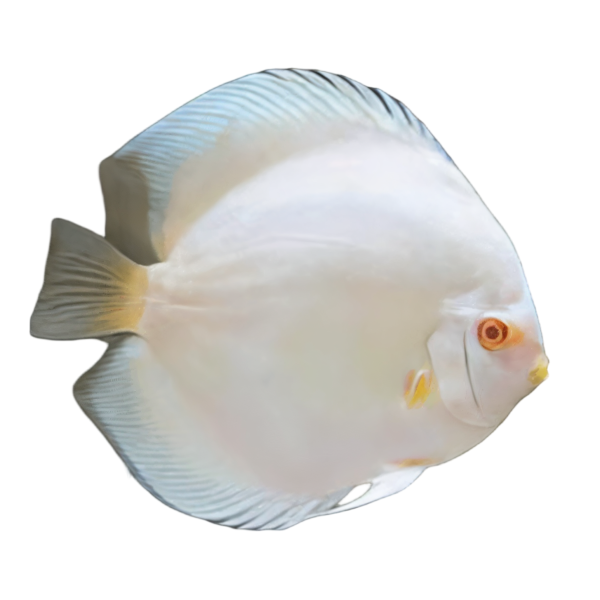 Snow White Discus