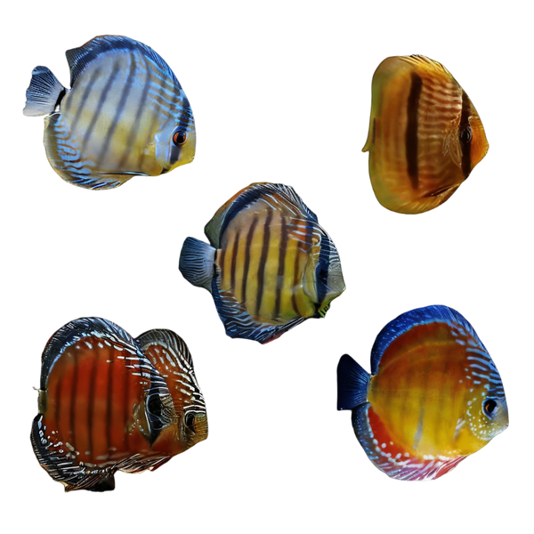 Wild Discus 10cm