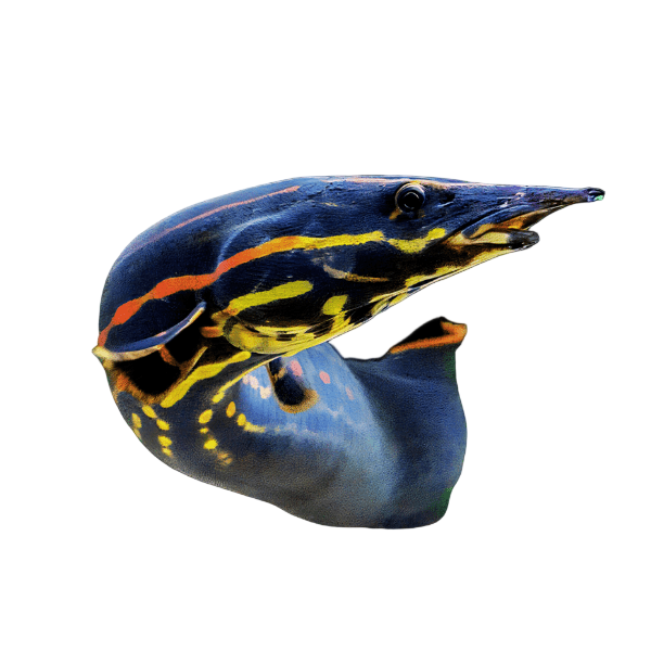 Fire Eel Mastacembelus Erythrotaenia