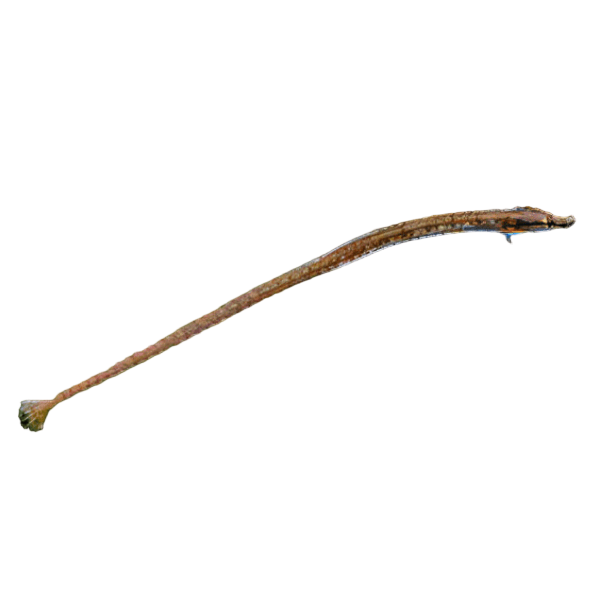 Red Belly Pipefish Doryichthys Martensii 8cm