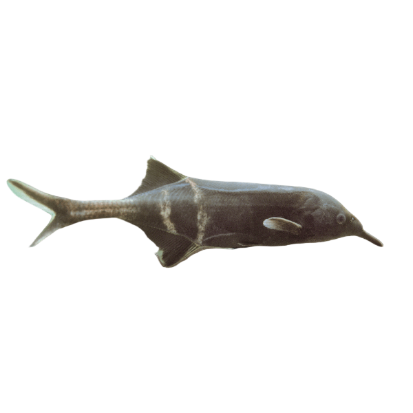 African Elephant Nose Fish Gnathonemus Petersii 10cm