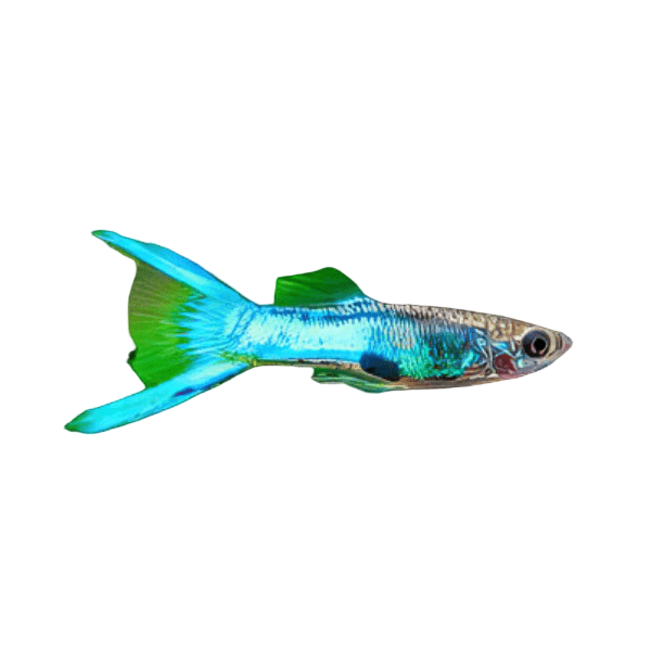 Blue Male Endler Guppy Fish Poecilia Wingei 3cm
