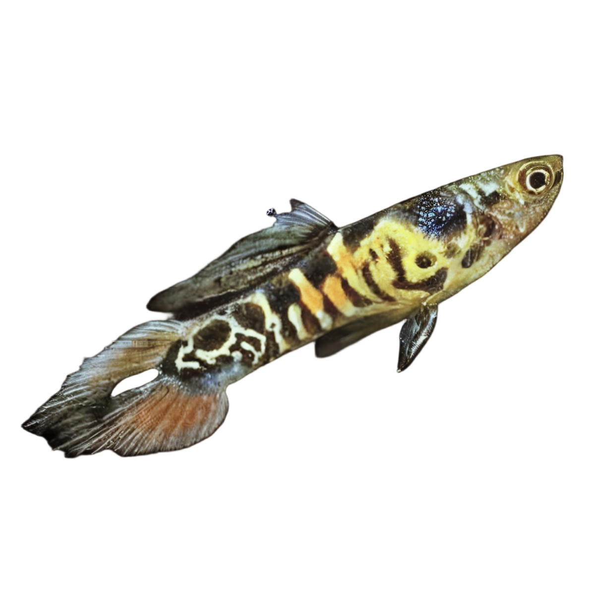Tiger Male Endler Guppy Fish Poecilia Wingei 3cm