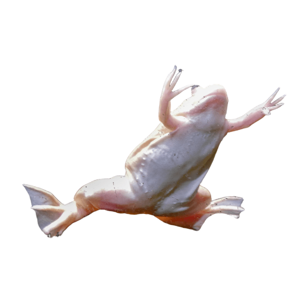 Albino African Dwarf Clawed Frog Xenopus Laevis 3cm