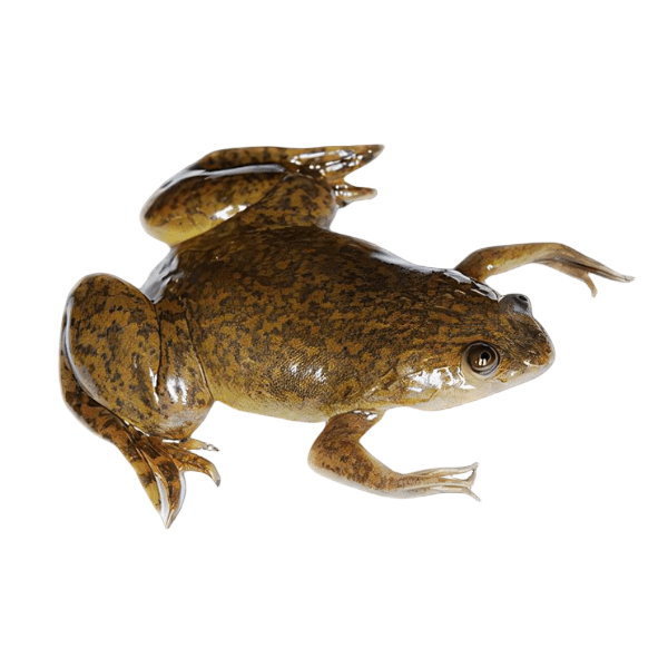 African Dwarf Clawed Frog Xenopus Laevis 3cm