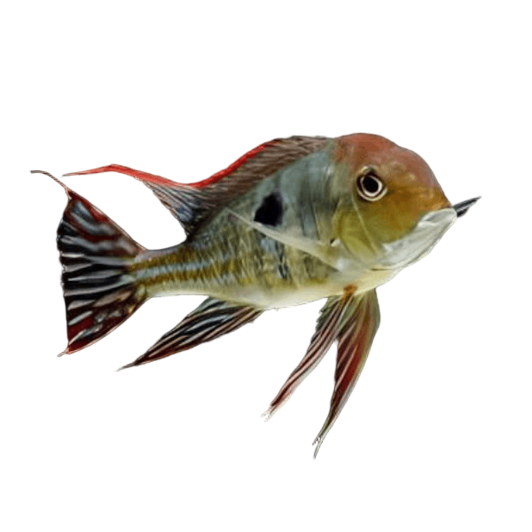 Geophagus Tapajos Hondae Red Head 4cm
