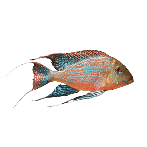 Geophagus Sveni 4cm