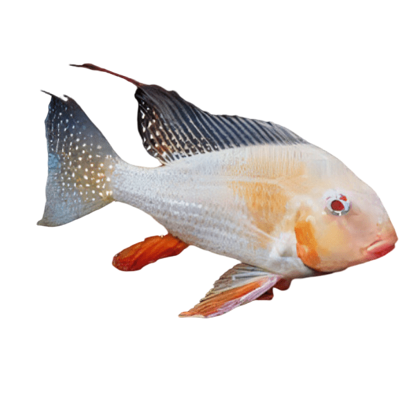 Albino Threadfin Acara Acarichtys Heckelii 4cm