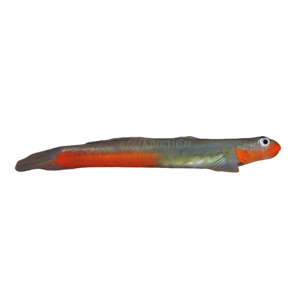 Lipstick Goby Sicyopus Jongkas 3cm