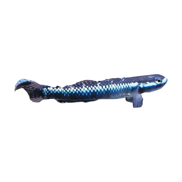 Neon Blue Goby Stiphodon Atropurpureus 3cm