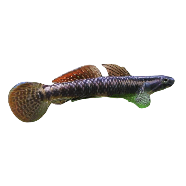 Rainbow Goby Stiphodon Ornatus 3cm
