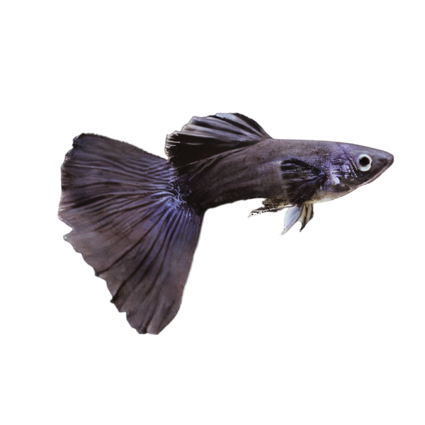 Black Male Guppy Poecilia Reticulata 3cm