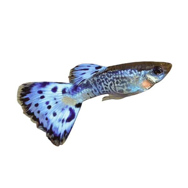 Blue King Cobra Male Guppy Poecilia Reticulata 3cm