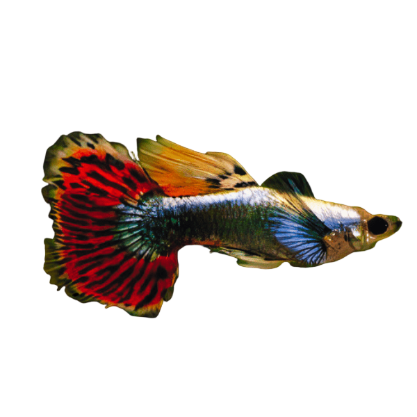 Elephant Ear Male Guppy Poecilia Reticulata 3cm