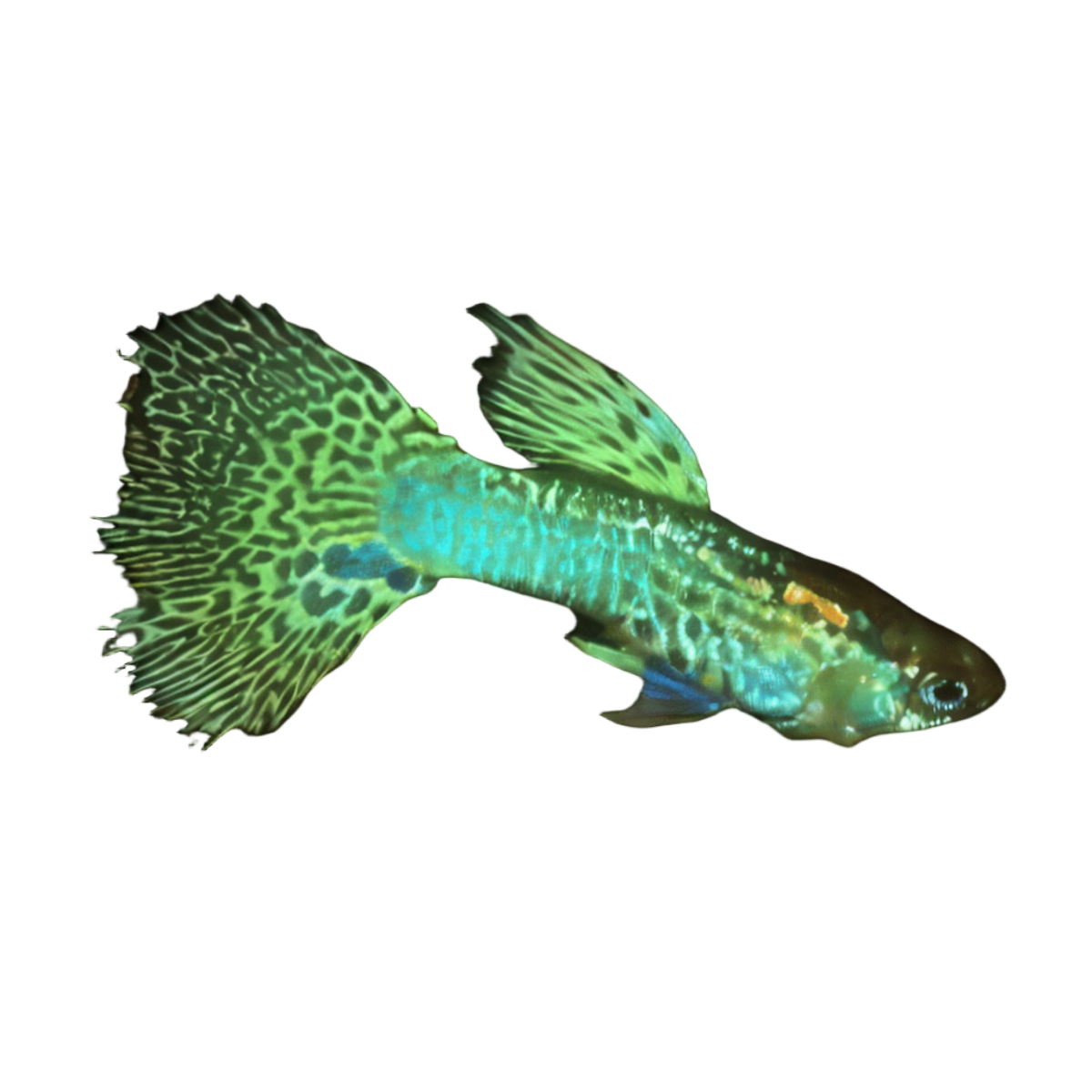 Green King Cobra Male Guppy Poecilia Reticulata 3cm
