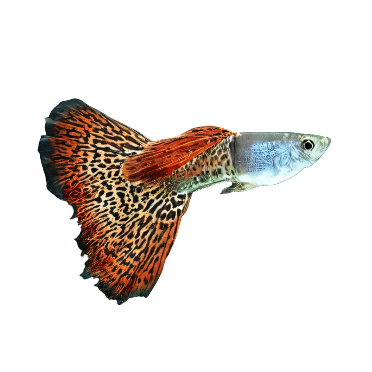 Leopard Male Guppy Poecilia Reticulata 3cm