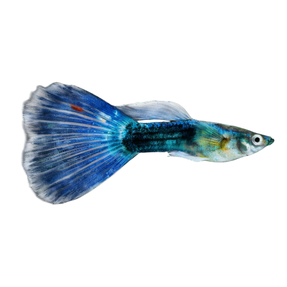 Moscow Blue Male Guppy Poecilia Reticulata 3cm