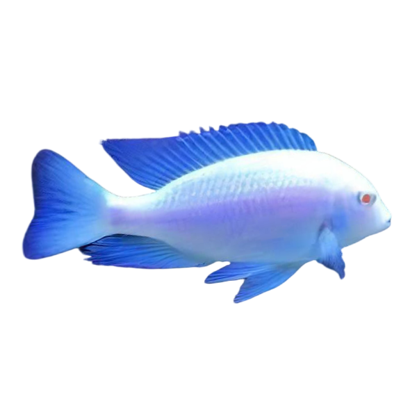Haplochromis Albino Moorii Blue Dolphin Malawi African Cichlid