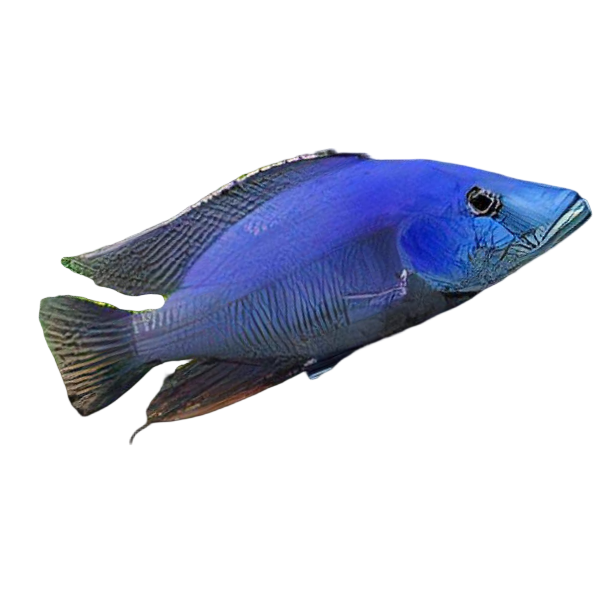 Haplochromis Compressiceps Malawi African Cichlid