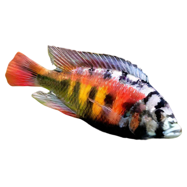 Haplochromis Pundamilia Crimson Tide Victoria African Cichlid
