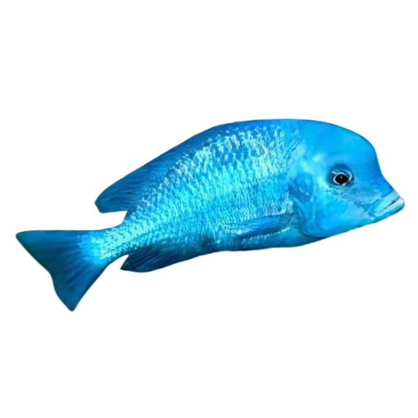 Haplochromis Moorii Blue Dolphin Malawi African Cichlid