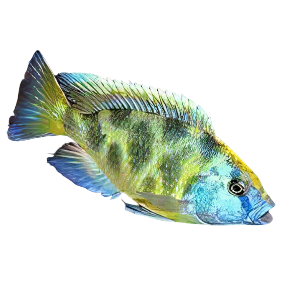Haplochromis Venustus Giraffe Malawi African Cichlid